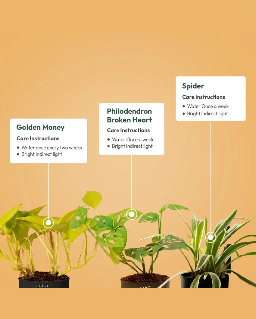 Golden Money Philodendron Broken Heart Spider Plants With Pots | Pack of 3 | 4 x 10 inches