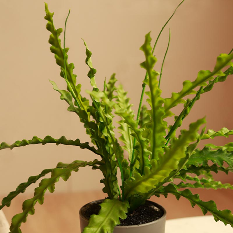 The Prime | Set of 2 Artificial Fern Plant in Pot
