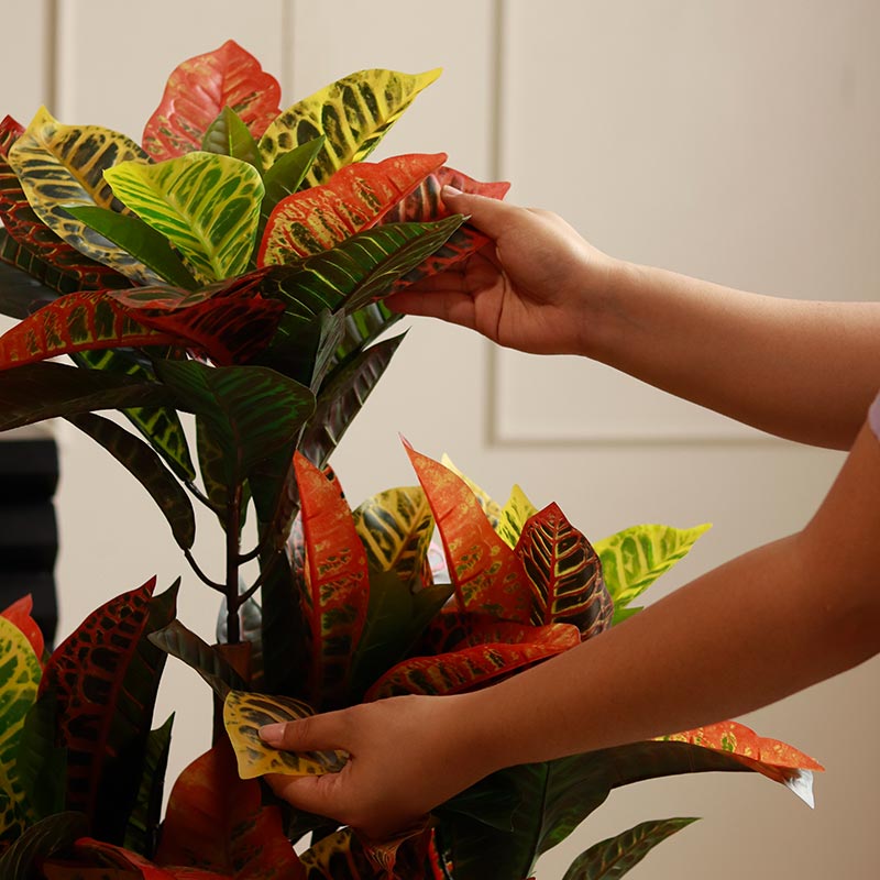 The Kusai | Croton Artificial Plant | 4ft