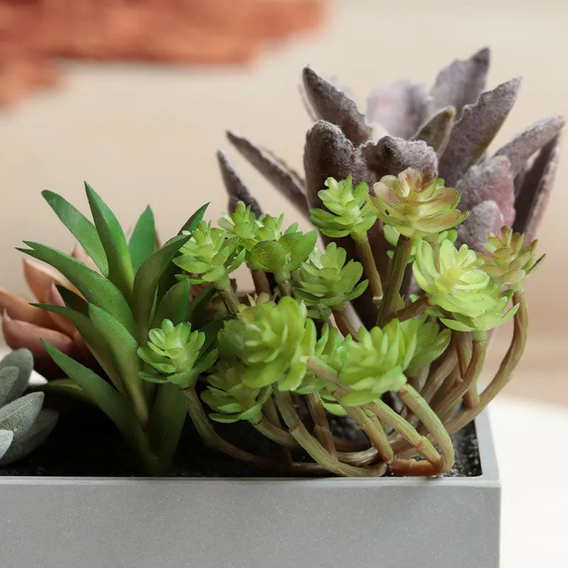 Artificial Succulents in Rectangular Tray Default Title