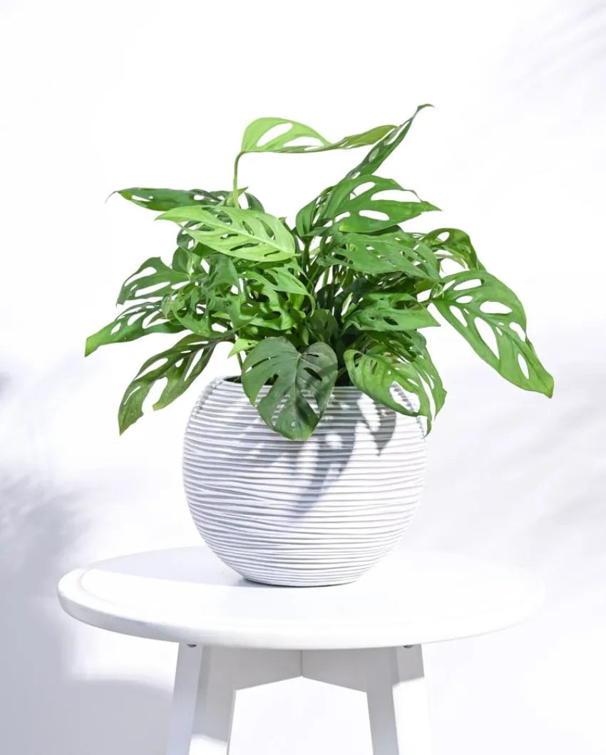 Vase Ball Rib Ivory Planter | Multiple Sizes