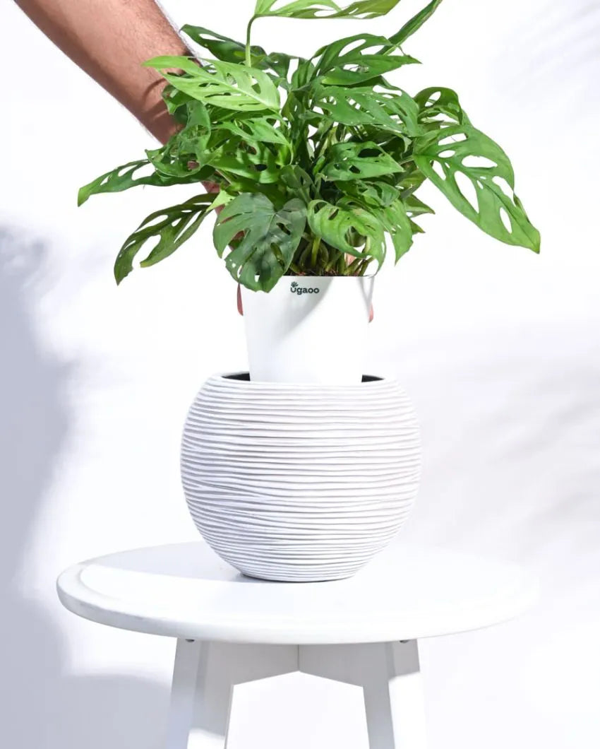 Vase Ball Rib Ivory Planter | Multiple Sizes