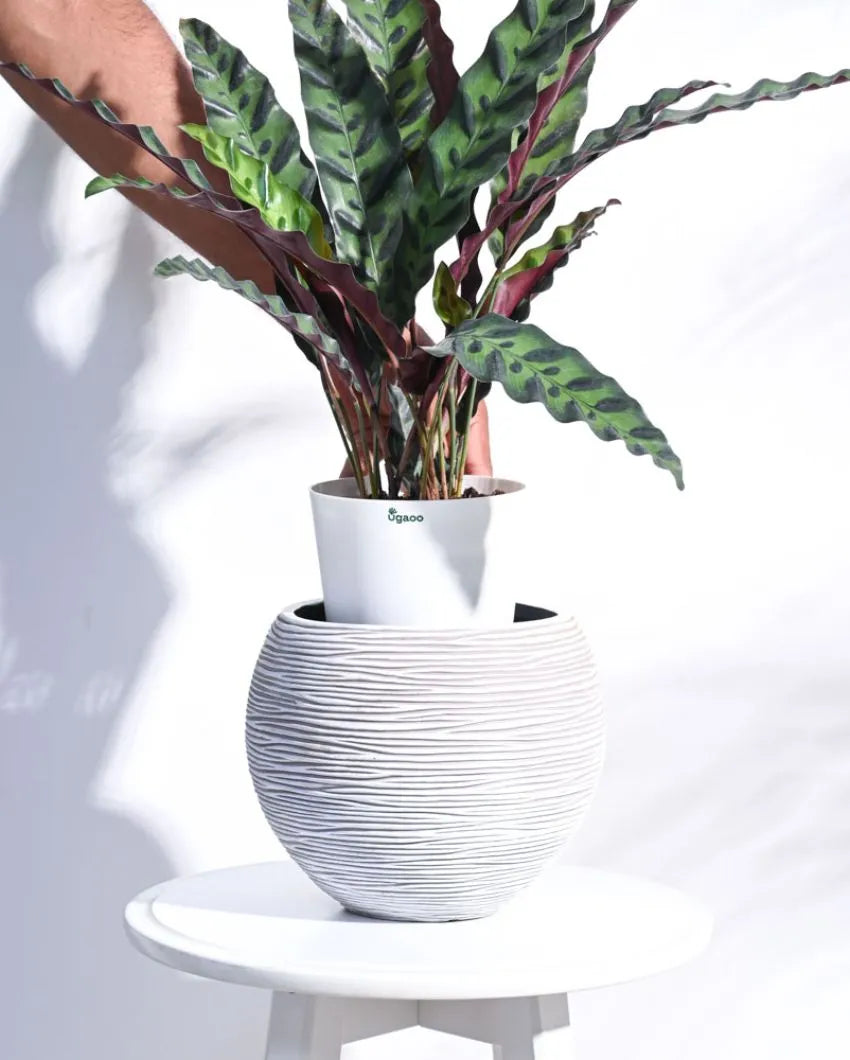 Vase Ball Rib Ivory Planter | Multiple Sizes