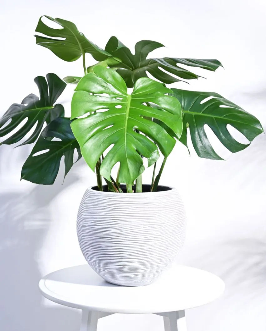 Vase Ball Rib Ivory Planter | Multiple Sizes