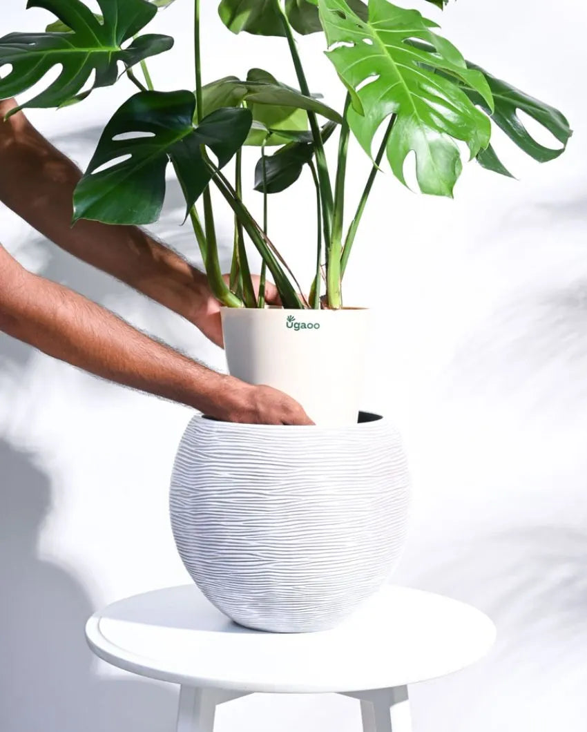 Vase Ball Rib Ivory Planter | Multiple Sizes