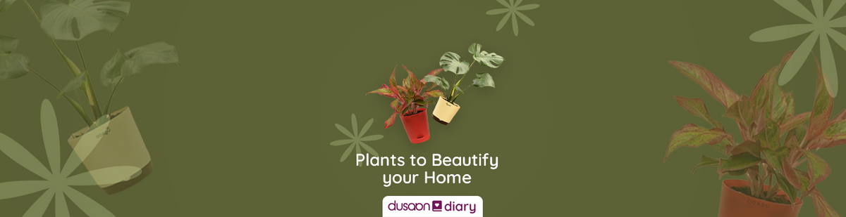 5 Types of Plants to Beautify your Home Garden - Dusaan