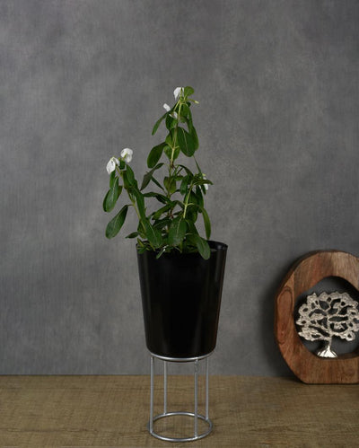 Black Metal Riser Planter | 12 inches