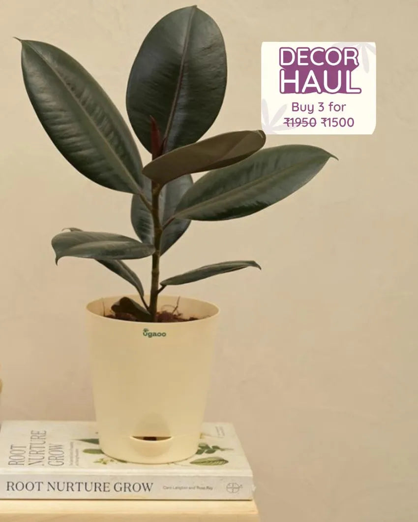 Rubber Natural Live Indoor Plant | Medium