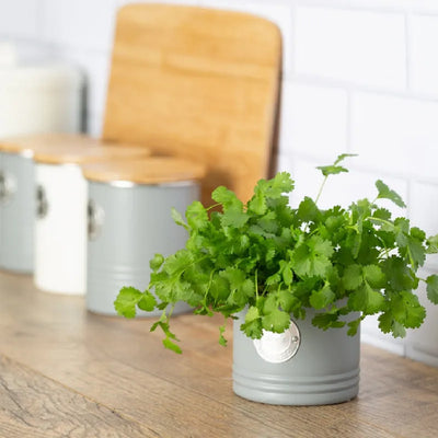 Living Herb Planter | Multiple Colors Grey