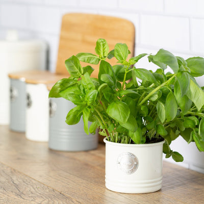 Living Herb Planter | Multiple Colors Cream