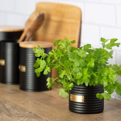 Otto Herb Planter | Multiple Colors Black