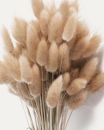 Brown Natural Dried Bunny Tails | 50 Stems | 28 x 6 x 4 inches