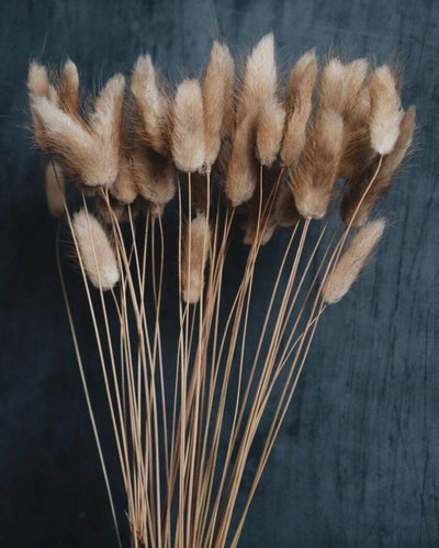 Brown Natural Dried Bunny Tails | 50 Stems | 28 x 6 x 4 inches