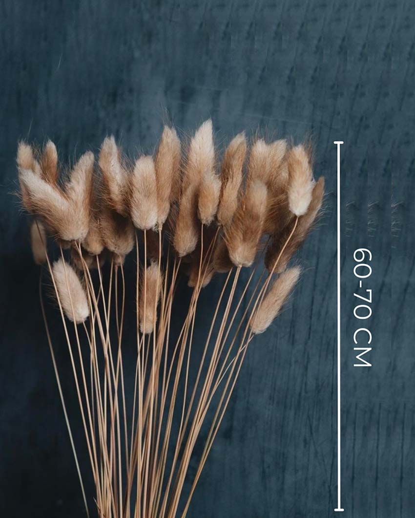 Brown Natural Dried Bunny Tails | 50 Stems | 28 x 6 x 4 inches