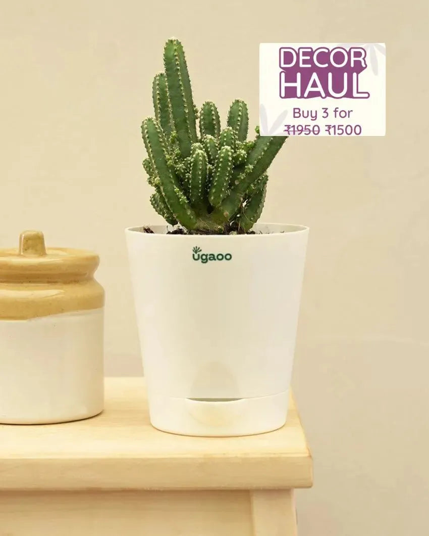 Cactus Live Plant - Elongated