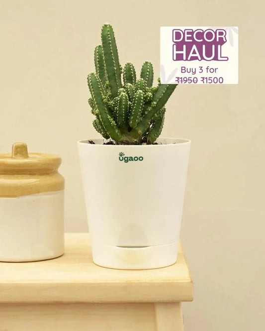 Cactus Live Plant - Elongated