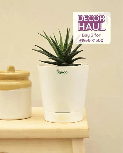 Zebra Haworthia Live Plant | Ugaoo | 4 x 4 x 3 inches