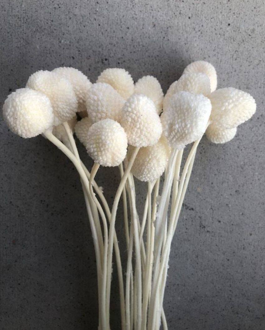 White Dried Billy Ball | 10 Stems | 28 x 6 x 4 inches