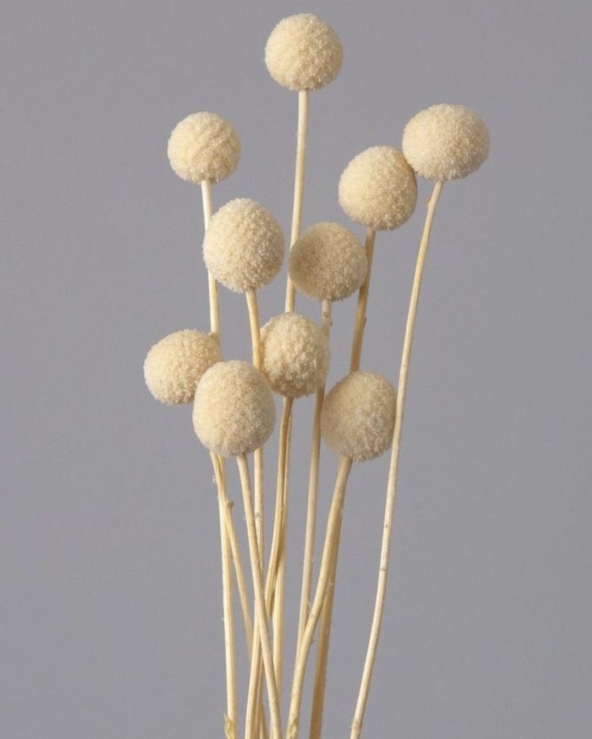 White Dried Billy Ball | 10 Stems | 28 x 6 x 4 inches