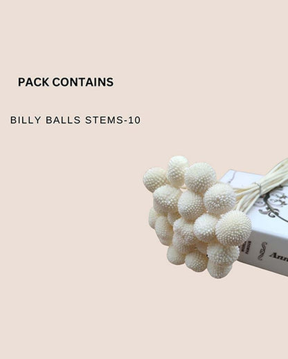 White Dried Billy Ball | 10 Stems | 28 x 6 x 4 inches