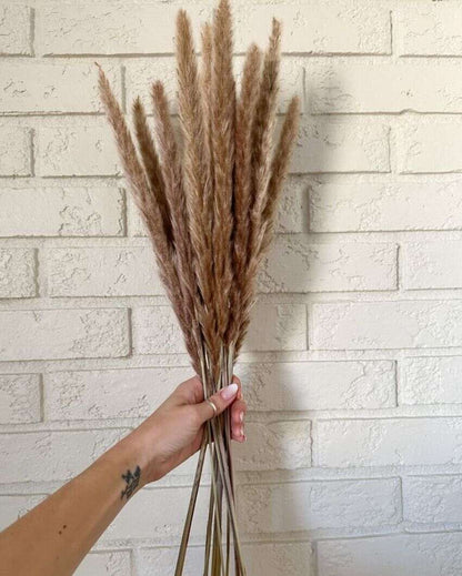 Dried Mini Pampas Grass Stems | Set Of 10 | 28 x  6 x 4 inches