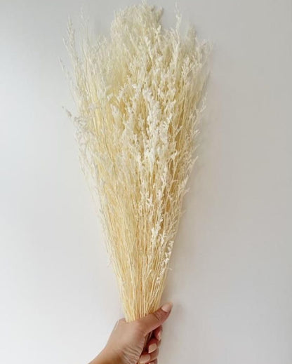 White Dried Lace Limoniums | 5 Stems | 28 x 6 x 4 inches