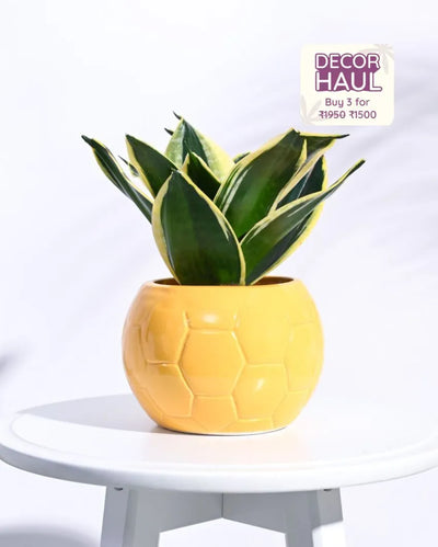 Yellow Football Ceramic Pot