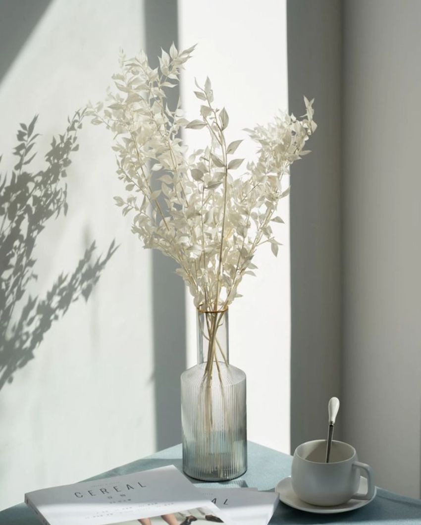 Ruscus White Dried Stems | 5 Stems