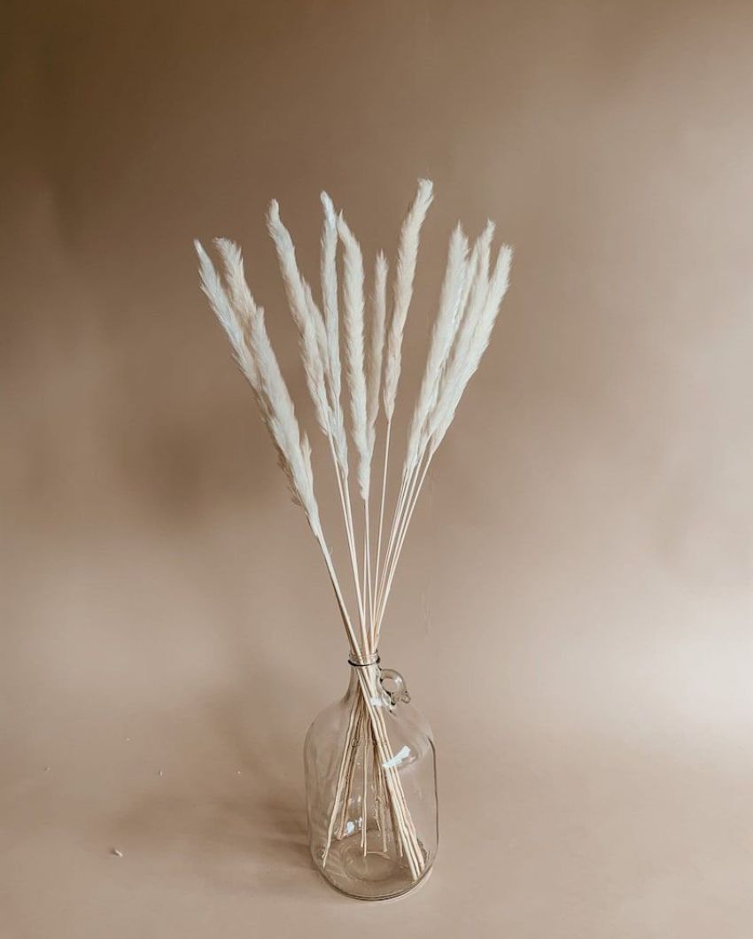 Dried Mini Pampas Grass Stems | Set Of 10 | 28 x  6 x 4 inches