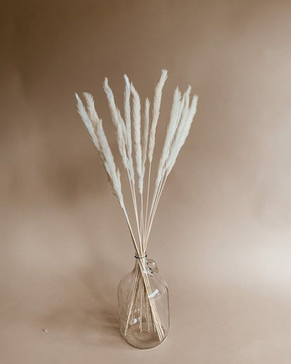 Dried Mini Pampas Grass Stems | Set Of 10 | 28 x  6 x 4 inches