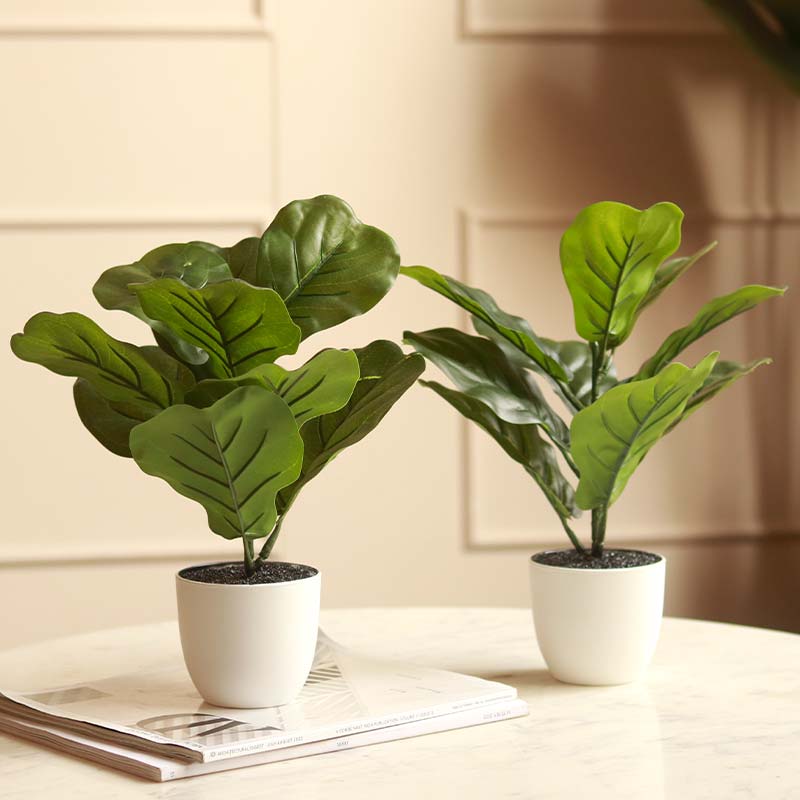 The Cameroon | Small Artificial Fiddle Leaf Plant in White Pot | 14 Inch |Set of 2
