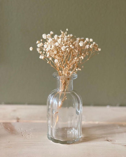 White Dried Baby Breaths Stems | 3 Stems