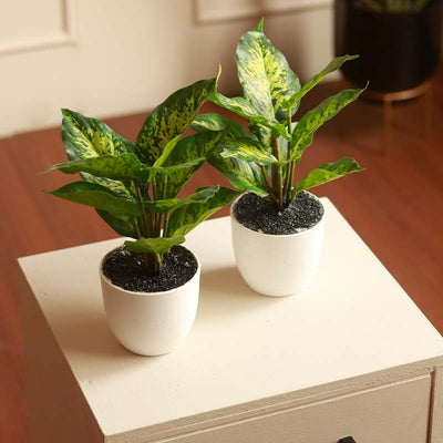 The Tropic Snow | Set of 2 Artificial Dieffenbachia Plant in White Pots