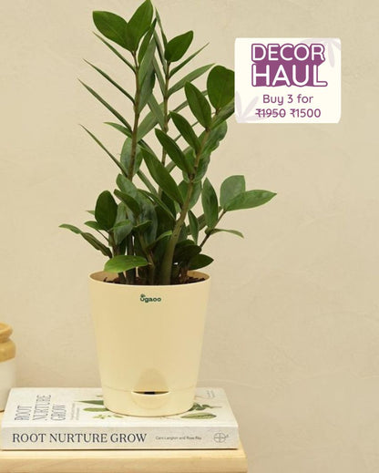 Zamia ZZ Green Indoor Plant with Self Watering Pot | Medium