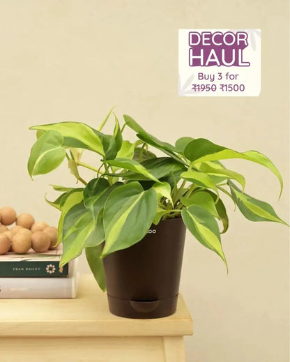 Philodendron Brasil Live Plant