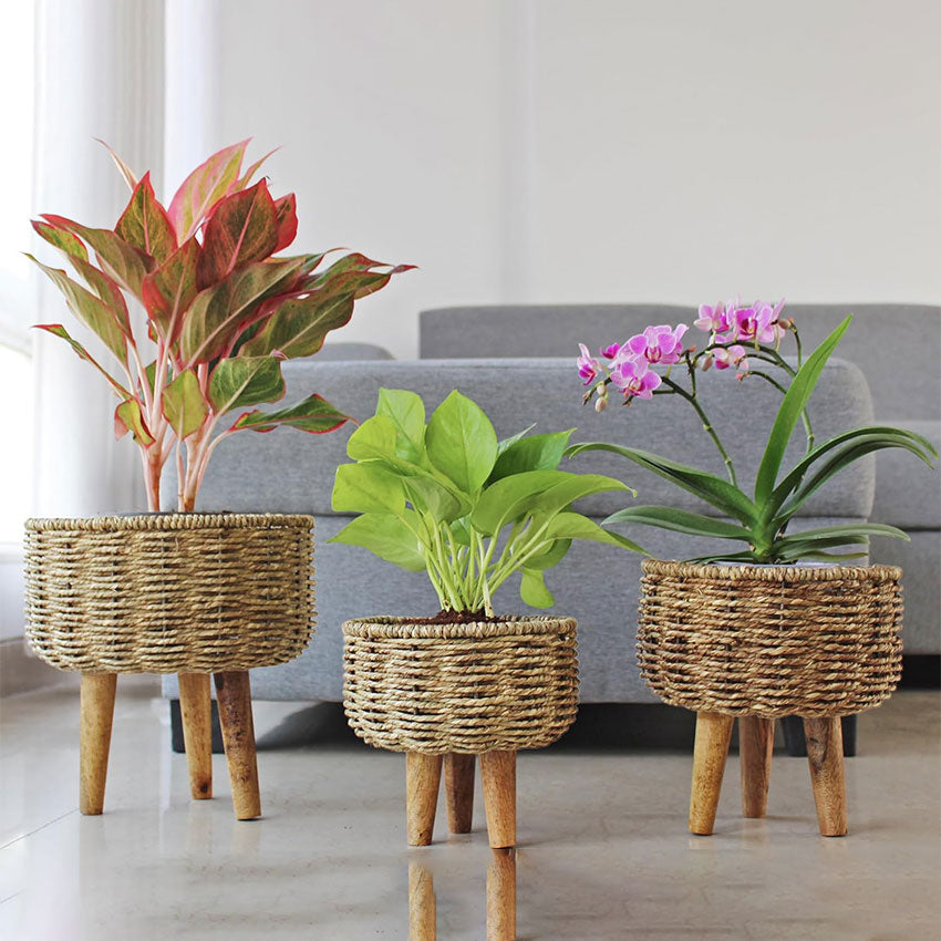 Jute Plant Stands With Wooden Legs & Metal Frame | Pack of 3