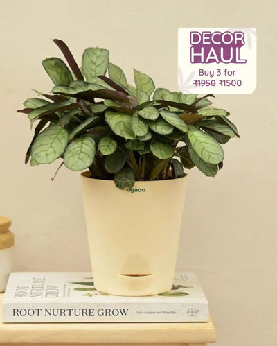 Calathea Prayer Indoor Live Plant with Pot | Medium