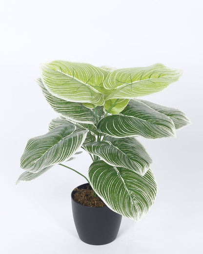 Artificial Real Touch Dieffenbachia With Black Pot | 1.8 Feet