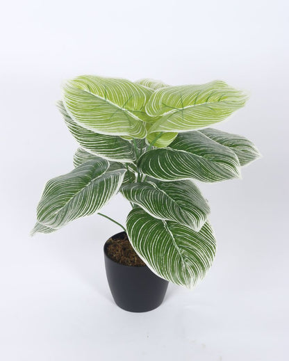 Artificial Real Touch Dieffenbachia With Black Pot | 1.8 Feet