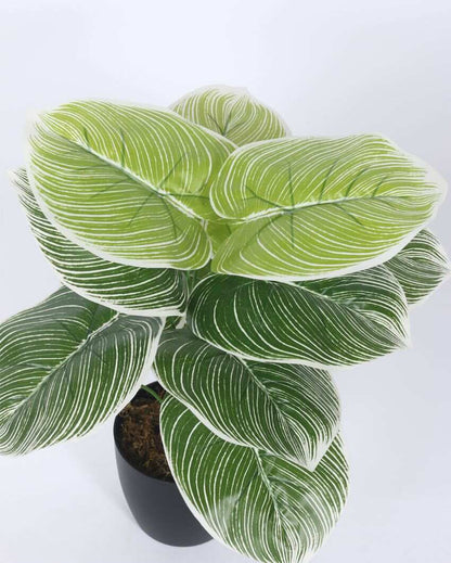 Artificial Real Touch Dieffenbachia With Black Pot | 1.8 Feet