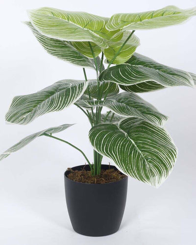 Artificial Real Touch Dieffenbachia With Black Pot | 1.8 Feet