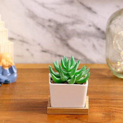 Organic Succulents Artificial Plant with Ceramic Pot & Wooden Coaster | 3 inches