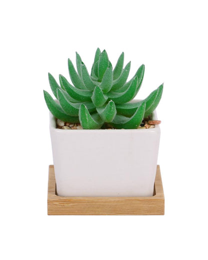 Organic Succulents Artificial Plant with Ceramic Pot & Wooden Coaster | 3 inches