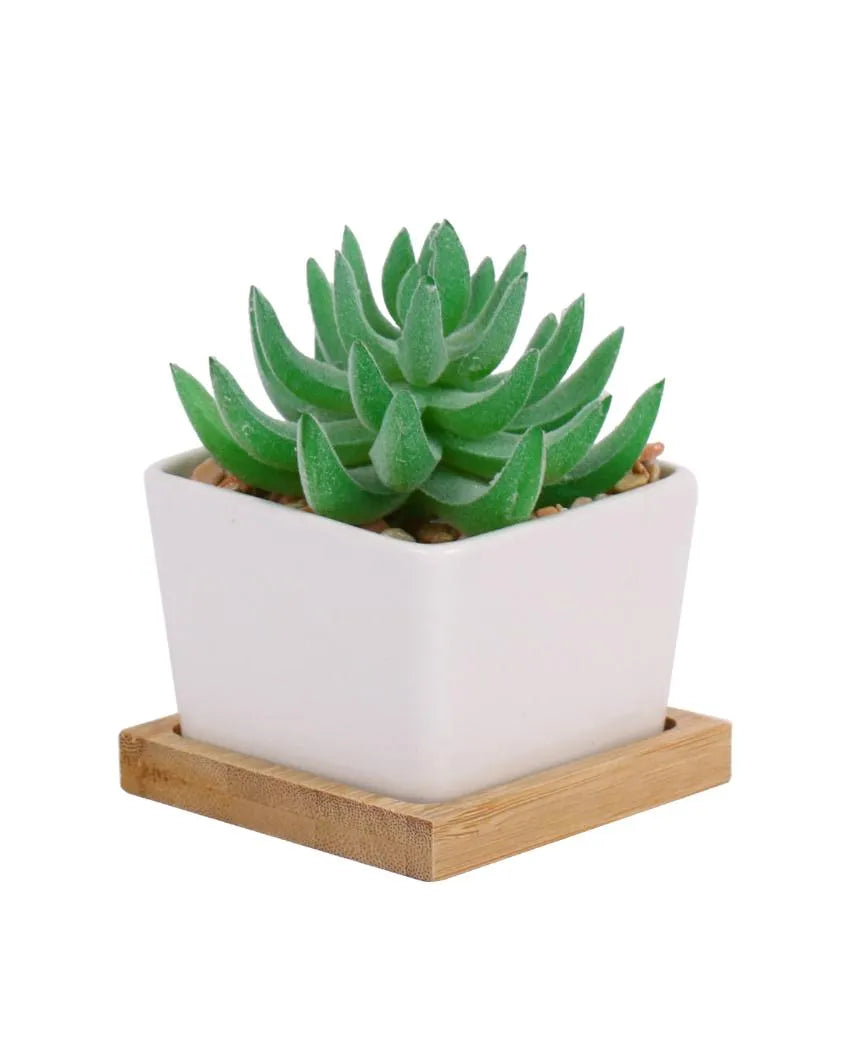 Organic Succulents Artificial Plant with Ceramic Pot & Wooden Coaster | 3 inches