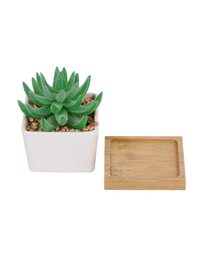 Organic Succulents Artificial Plant with Ceramic Pot & Wooden Coaster | 3 inches