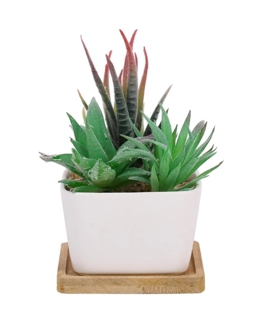 Earthy Succulents Artificial Plant with Ceramic Pot & Wooden Coaster | 6 inches