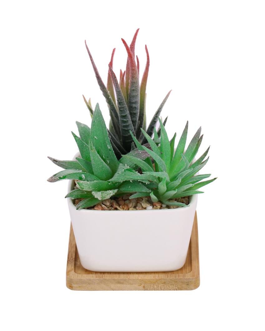 Earthy Succulents Artificial Plant with Ceramic Pot & Wooden Coaster | 6 inches