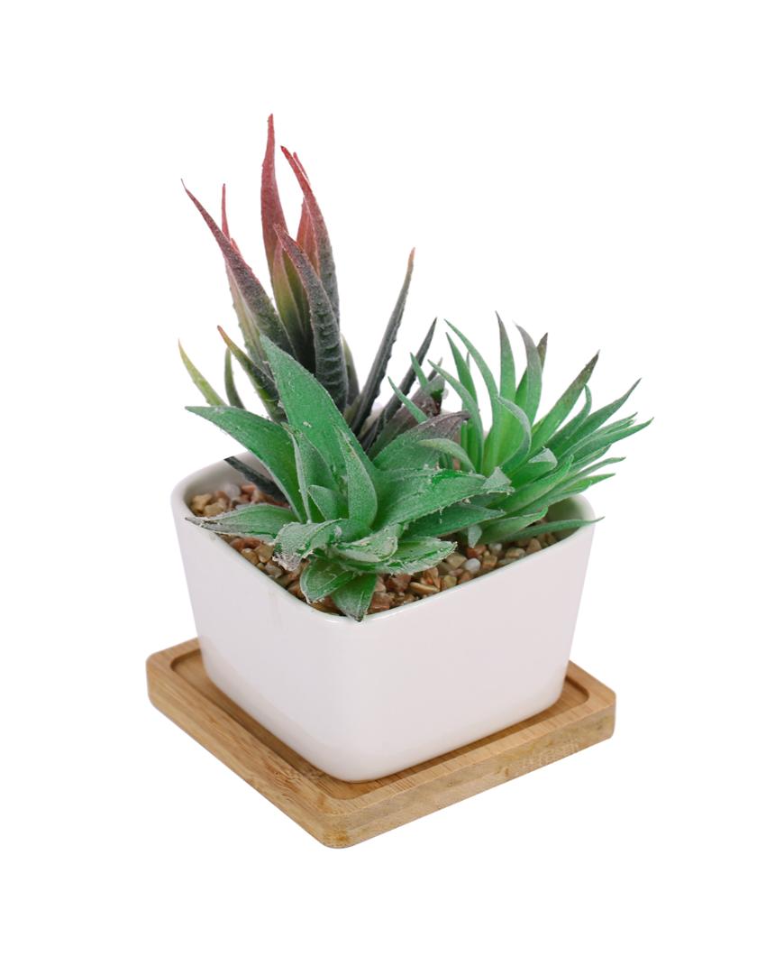 Earthy Succulents Artificial Plant with Ceramic Pot & Wooden Coaster | 6 inches