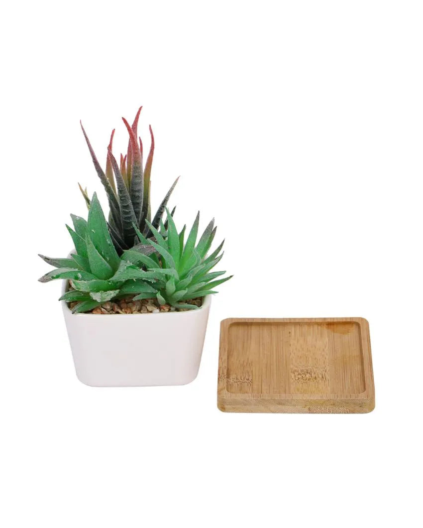 Earthy Succulents Artificial Plant with Ceramic Pot & Wooden Coaster | 6 inches