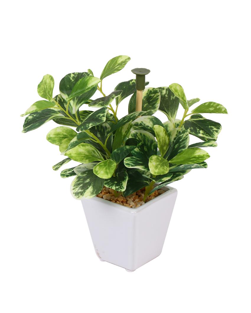 Shrub Wandering Jew Artificial Bonsai Plant with Ceramic Pot | 7 inches